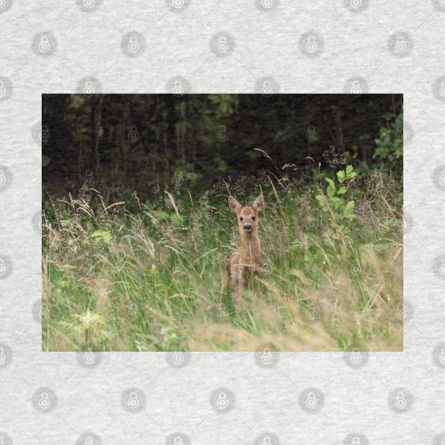 Baby deer in the woods by Photomisak72